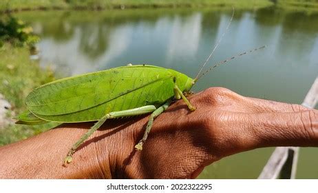 giant malaysian katydid|Malaysian Giant Katydid, the largest species in the ...